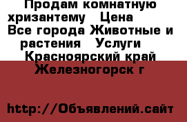 Продам комнатную хризантему › Цена ­ 250 - Все города Животные и растения » Услуги   . Красноярский край,Железногорск г.